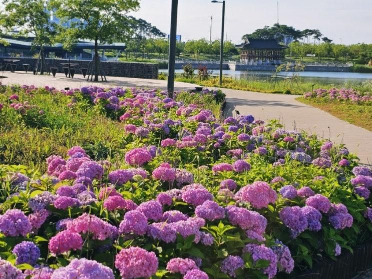 인천 청라호수공원 돌담길 수국원 위치와 개화 현황