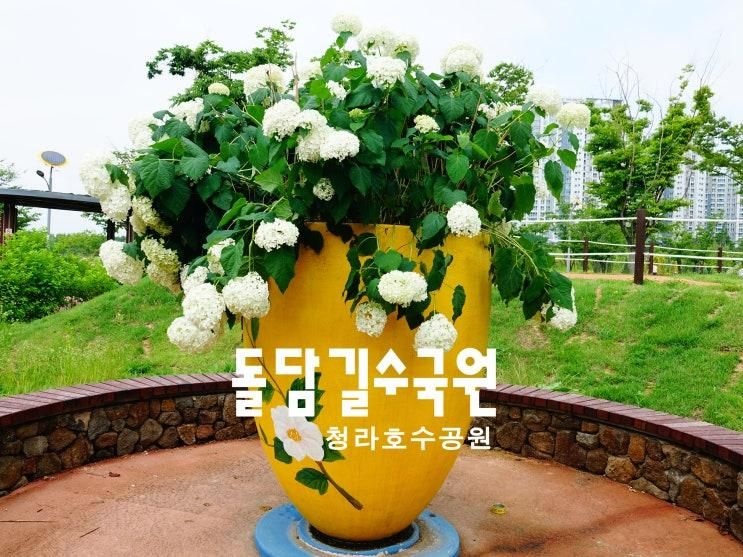 청라국제도시〕청라호수공원 생태축제의 섬 '돌담길 수국원'