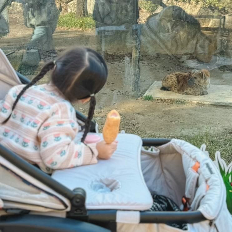 대전 오월드 조이랜드 주월드 대전동물원 입장권