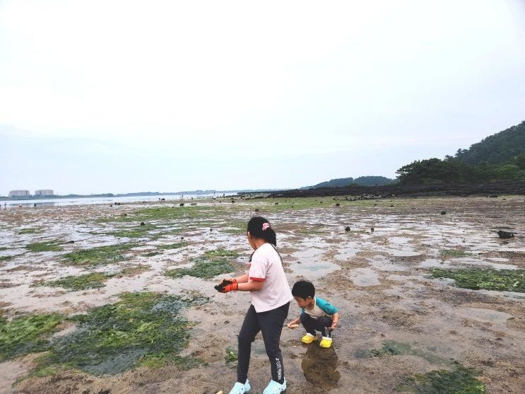 제주 성산 갯벌체험 '오조리' / 아이랑 가볼만한 곳, 주차 및 정보