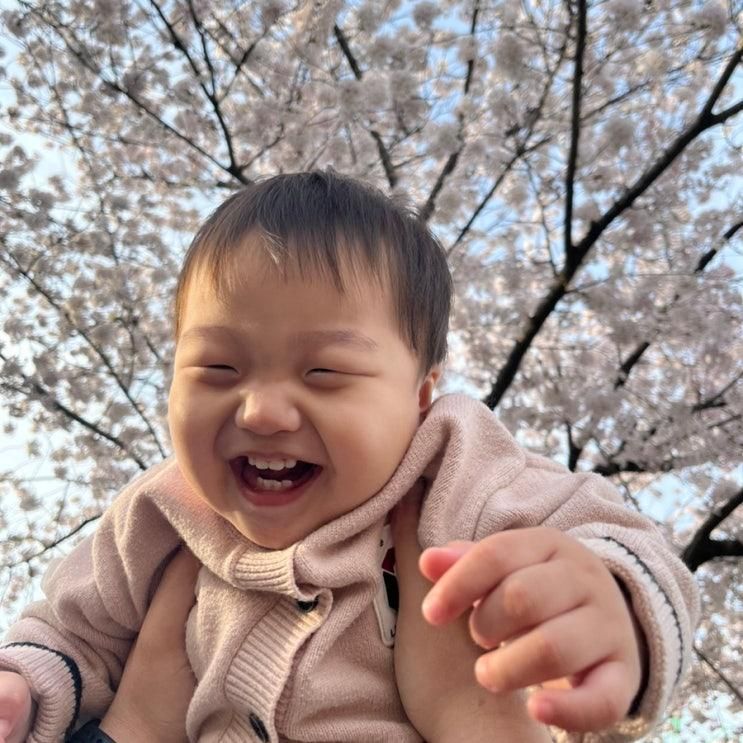 포항 철길숲 벚꽃 벚꽃길 만개
