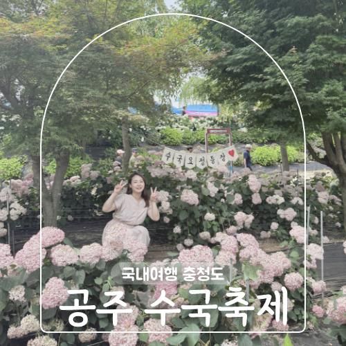공주 수국축제 기간 첫날 방문 후기 유구 색동 수국 정원 실시간...