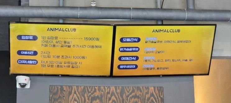 애니멀클럽 수지점 ㅣ 수원 용인 이색 체험 실내 동물원