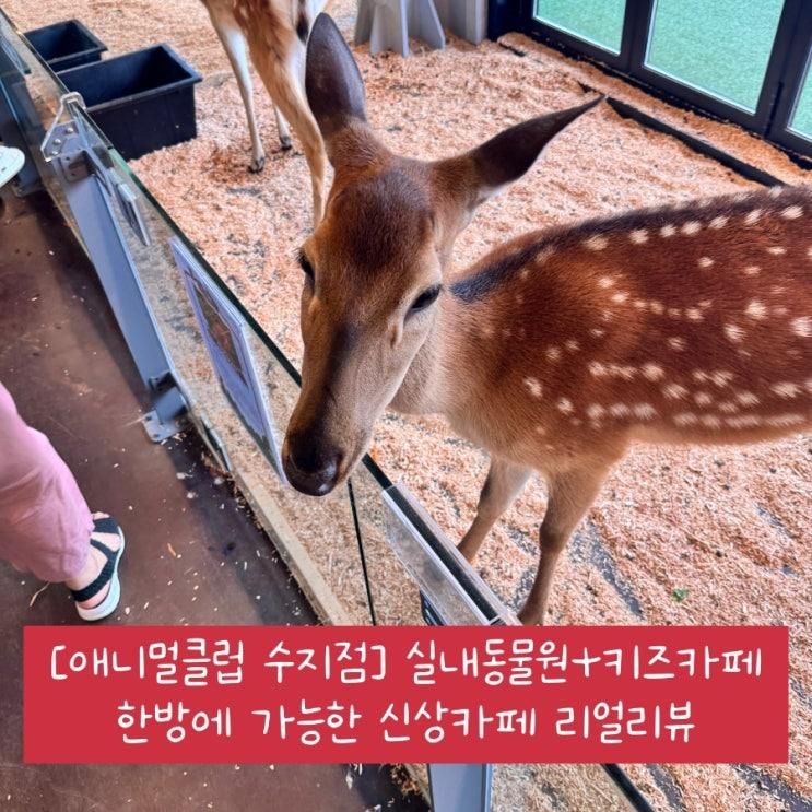 애니멀클럽 수지점 이제 막 새로생긴 실내동물원+키즈카페...