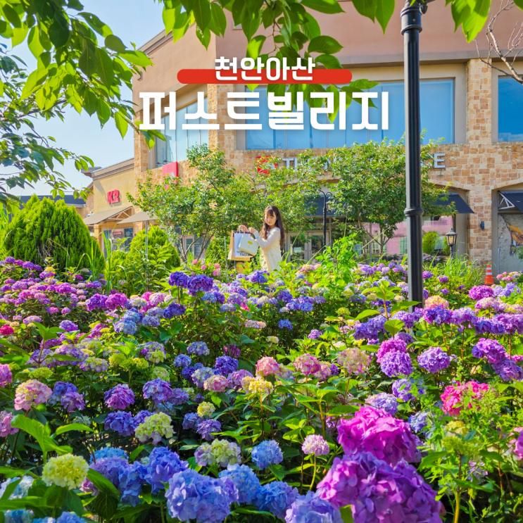 아산 퍼스트빌리지 아울렛 가볼만한곳 공룡월드 수국 푸드코트...