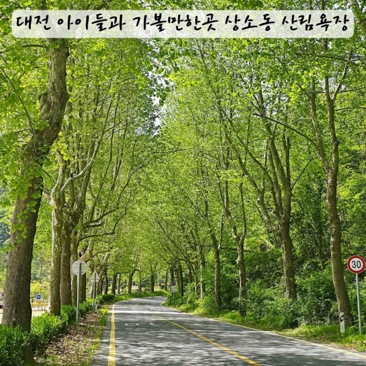 대전 아이들과 가볼만한곳 상소동산림욕장 네트어드벤처