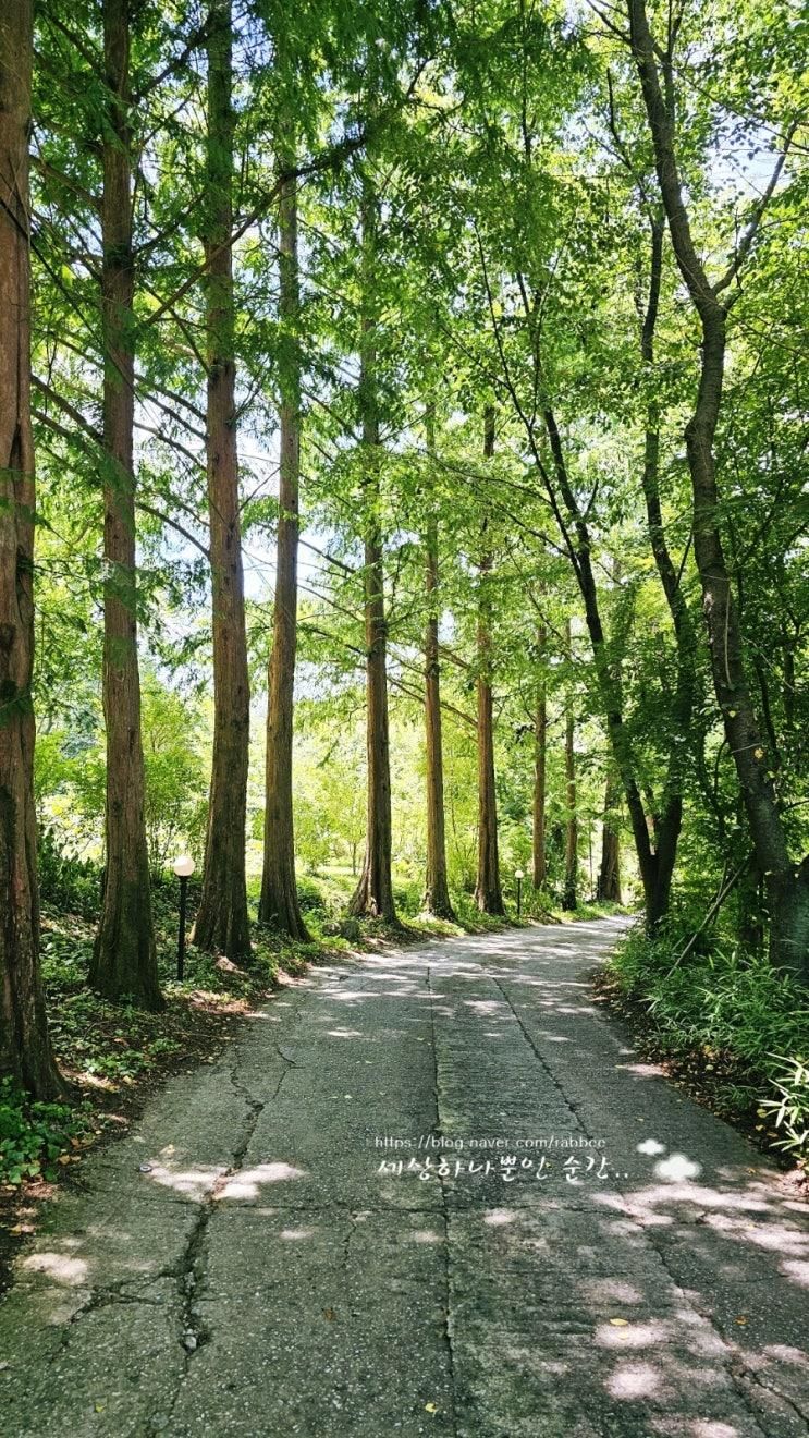 경기용인 메타쉐콰이어 숲길 "카페플로우"