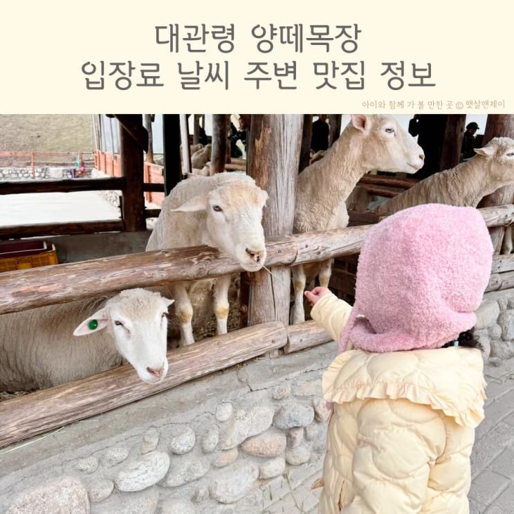 평창 대관령 양떼목장 입장료 날씨 주변 맛집 정보