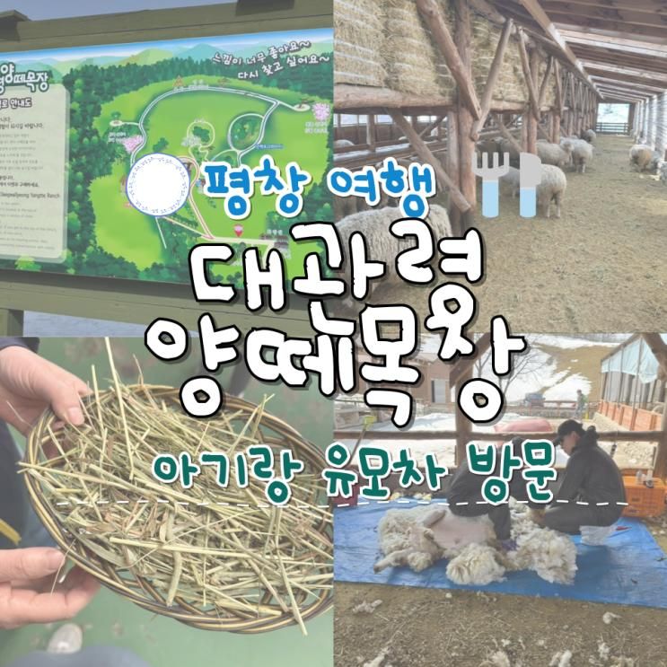아기랑 강원도 여행 추천 평창 대관령양떼목장