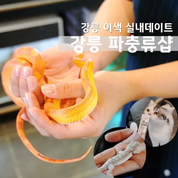 파충류샵 체험 강릉 실내데이트 코스 파충류카페 비비안