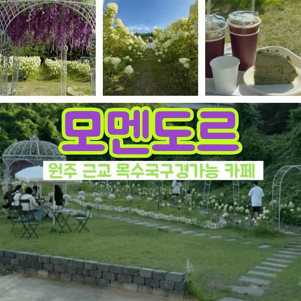 원주 근교 신상 가볼만한 카페 목수국 많은 모멘도르