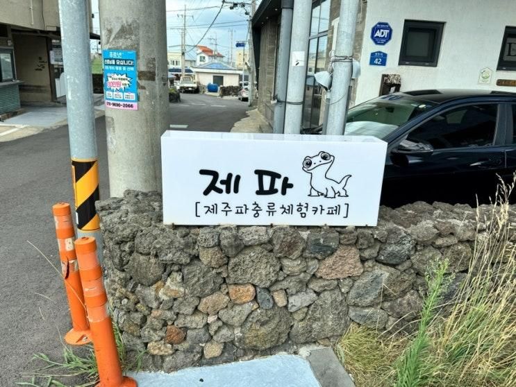 제주 파충류카페 제파 교육 체험 한 시간 내돈내산 솔직 후기