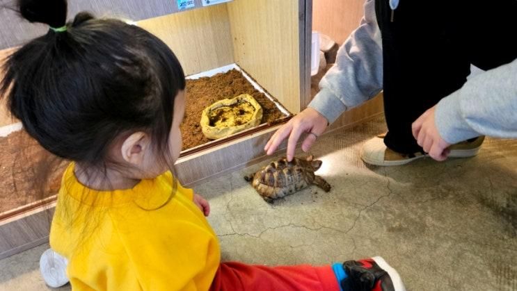 원주 실내 동물카페 보스플레이스 방문기 아이와 함께한 파충류...