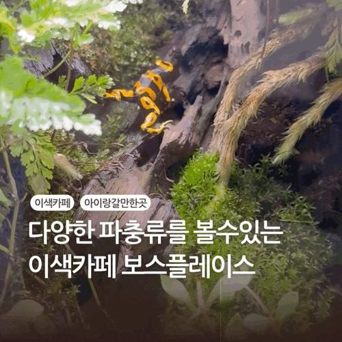 다양한 파충류를 볼수있는 이색카페 원주 보스플레이스