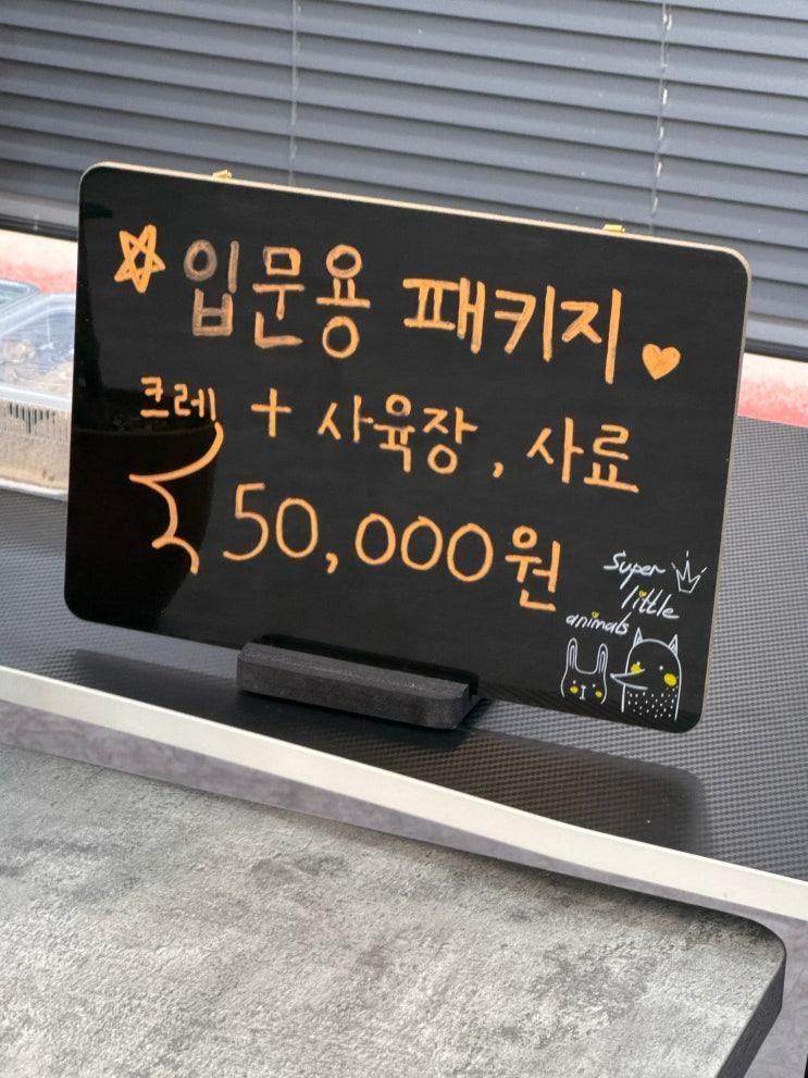 원주 파충류샵 보스게코 솔직 후기 크레스티드게코 입문...