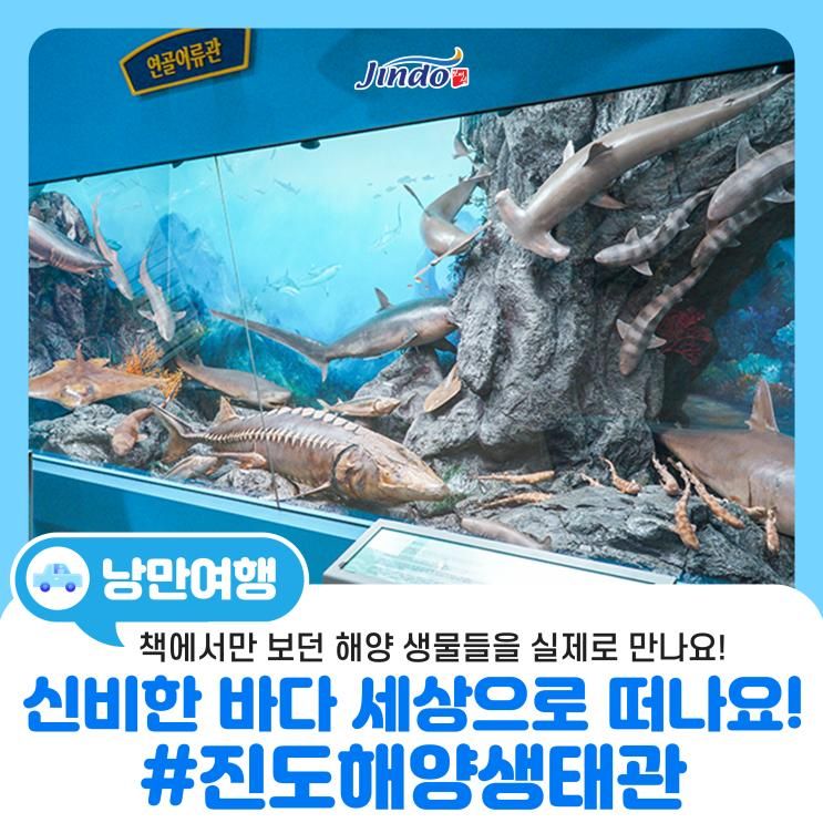 아이랑 갈만한곳] 신비한 바다 세상으로 떠나요! 진도해양생태관