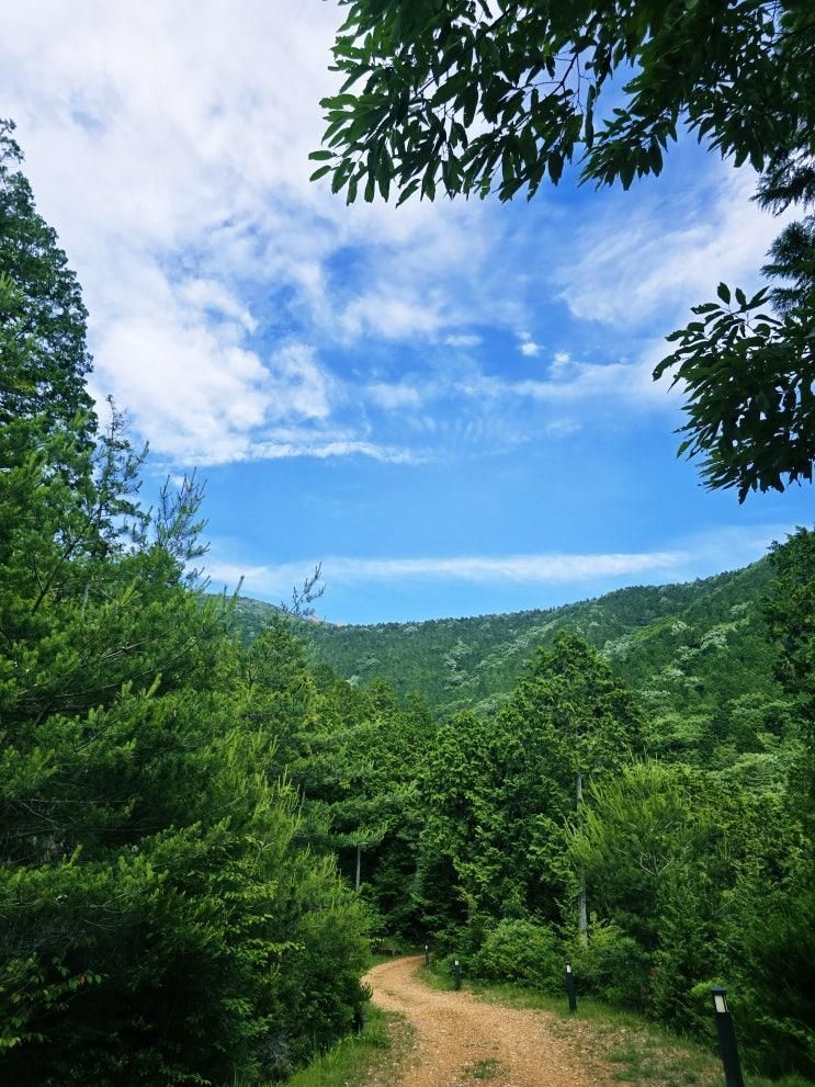 국립 남해 편백 자연휴양림 자연 속 숲속 산책 편백 숲에...