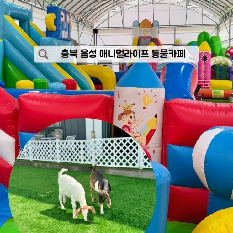 충북 음성 애니멀라이프 동물 체험 카페 아이랑 가볼만한곳