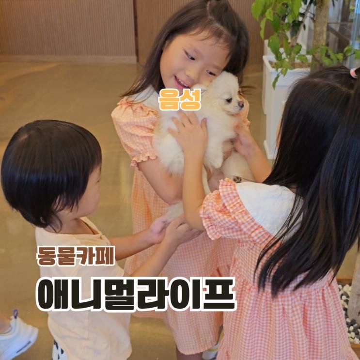 음성 카페 데이트 충주 근처 가볼만한곳 실내 애니멀라이프 후기