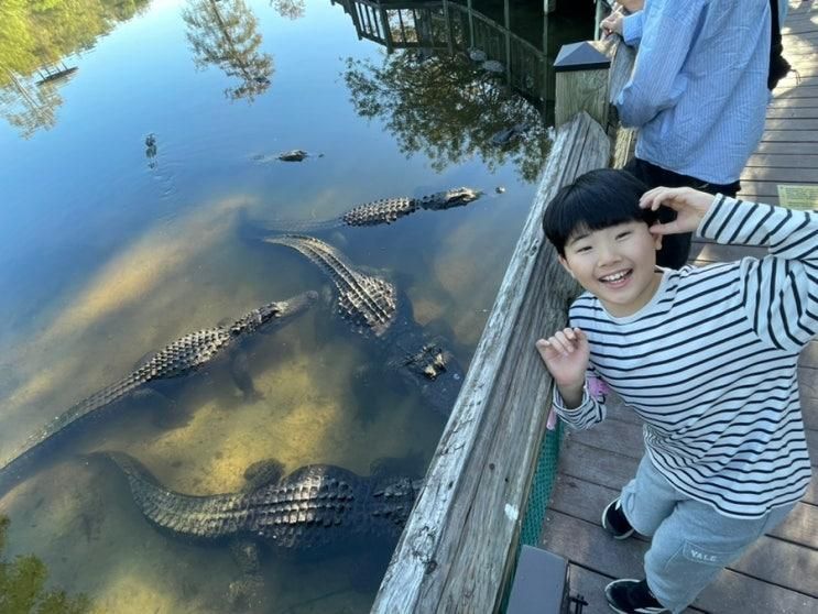 올랜도 게이터랜드 Orlando Gatorland. 악어구경