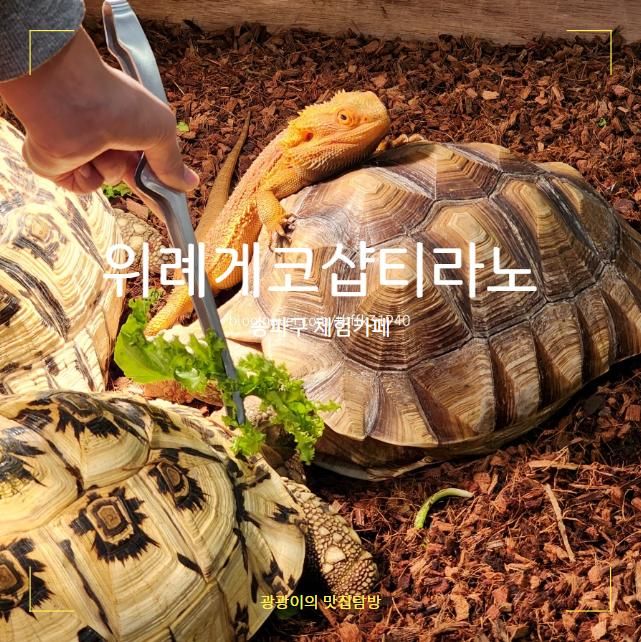 서울 장지동 / 위례게코샵티라노 파충류카페