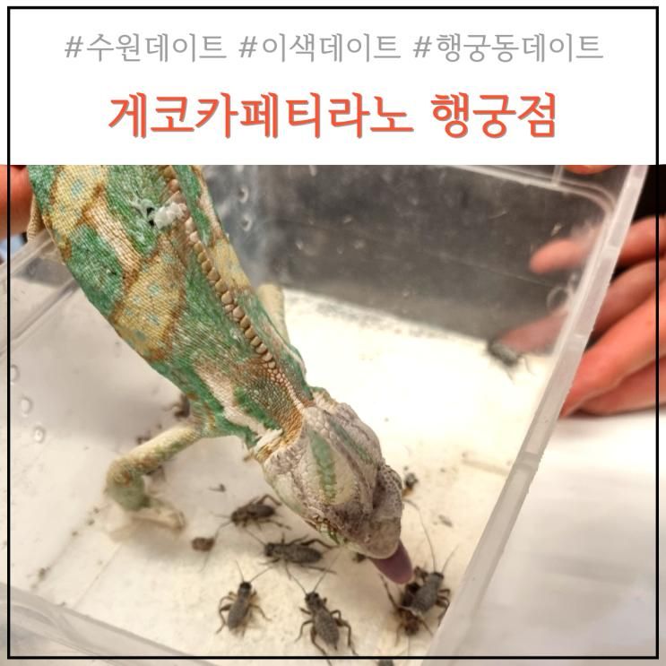 수원 행궁동 이색데이트 게코카페티라노 행궁점. 입장료, 메뉴...