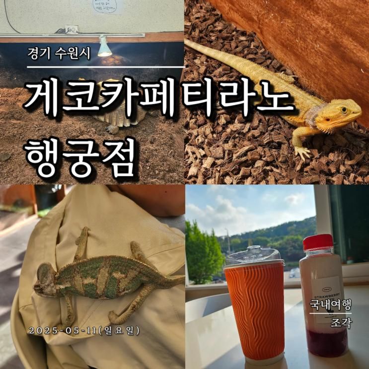 수원 게코카페티라노 행궁점 다양한 파충류를 보고 체험할 수...