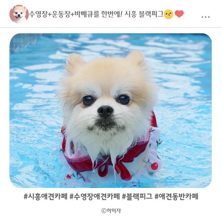 시흥 애견카페 블랙피그 수영장 바베큐 즐겨요