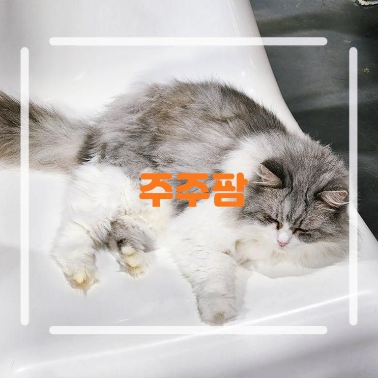 경기도 여주 주주팜 가볼만한곳 동물 체험 여행 동물원 카페