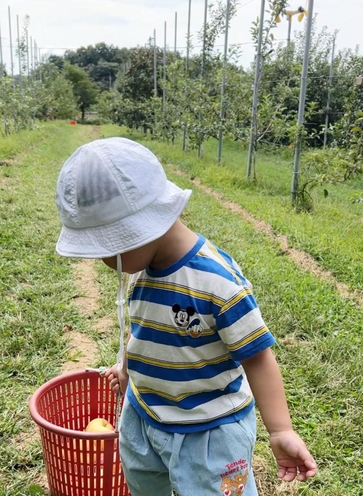 내돈내산 사과따기체험 DMZ 파주 디엠지 플러스 | 30개월...