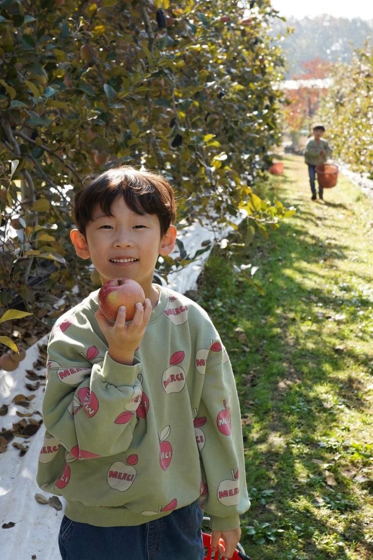 파주 사과따기체험 디엠지플러스 친환경 농장 (+맛집 정보)