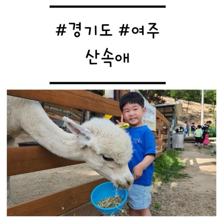 [경기도/여주] '산속애' 숲 놀이터와 미니 계곡이 있는 알파카 카페