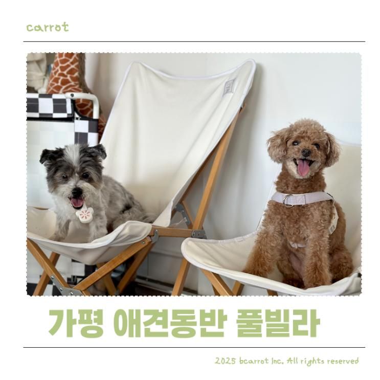 가평 애견동반 풀빌라 상면 보보 애견 펜션 수영장