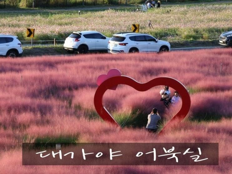 고령 어북실 코스모스 대구 근교 가을 여행 | 핑크 뮬리와 황화...