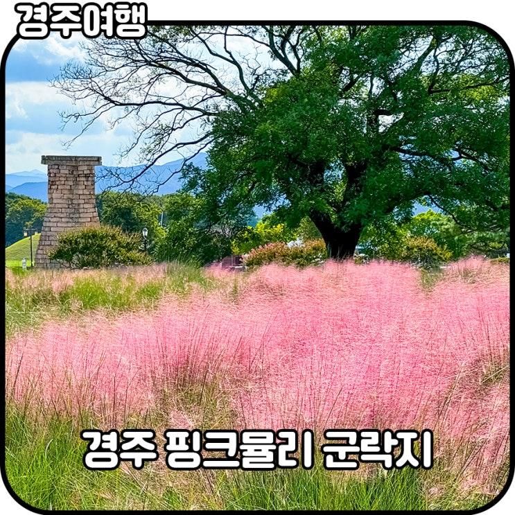 경주핑크뮬리 군락지 가을국내여행 10월경주가볼만한곳...