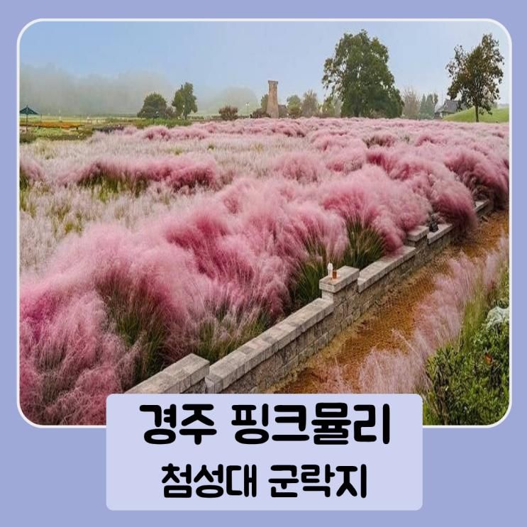 경주 핑크뮬리 군락지 개화시기 포함 가을여행코스 5