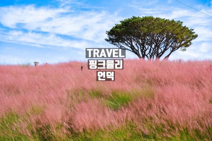 2025 합천 신소양체육공원 핑크뮬리 소식 가을여행지