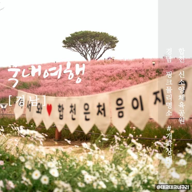 합천 핑크뮬리 명소 신소양체육공원 2025 실시간 개화상태...