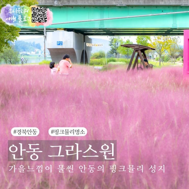 안동 핑크뮬리 명소 그라스원 실시간 가을 여행지