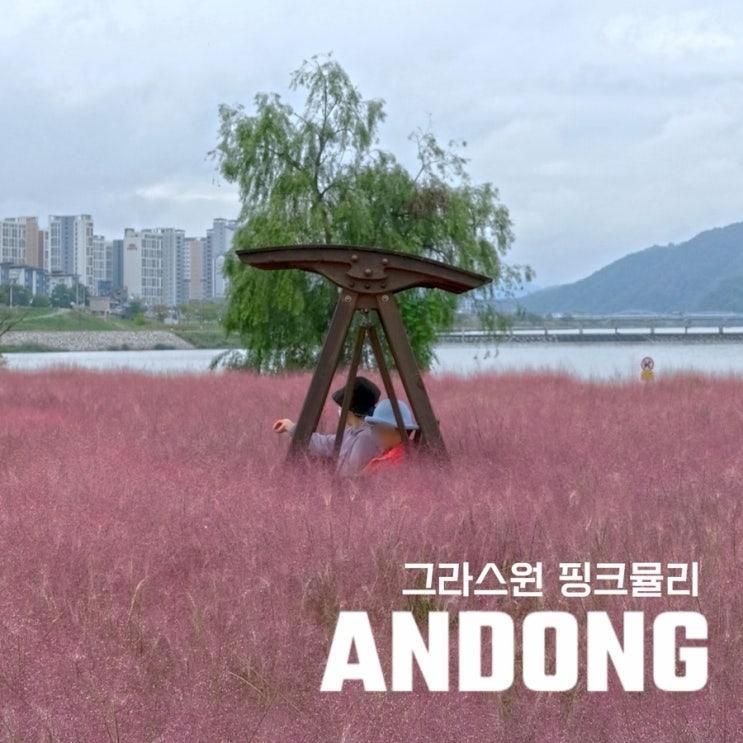 2025 안동 그라스원 핑크뮬리 실시간 및 주차정보