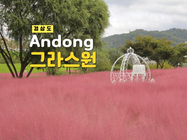경북 안동 가볼만한곳 그라스원 핑크뮬리 실시간 개화 주차...