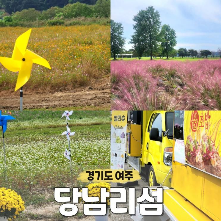가볼만한곳 핑크뮬리 코스모스... [당남리섬] 대신섬...