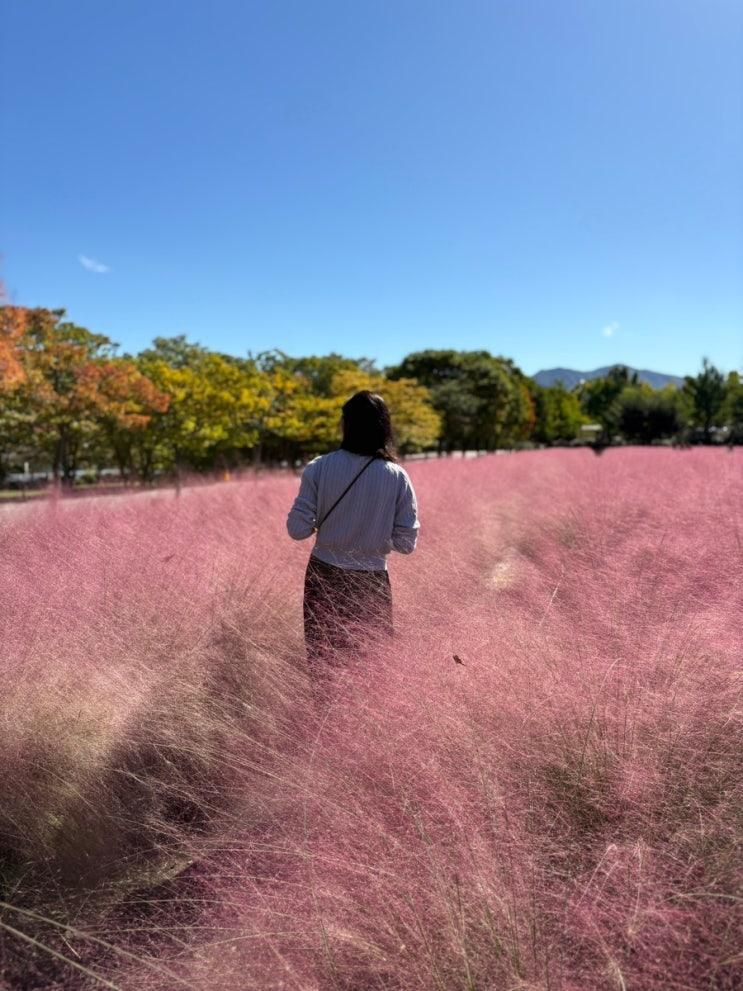 하남 미사경정공원 핑크뮬리 명소 위치 주차정보