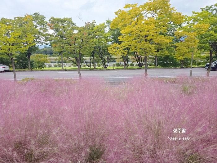 하남 미사경정공원 핑크뮬리 개화 미사리조정경기장 주차
