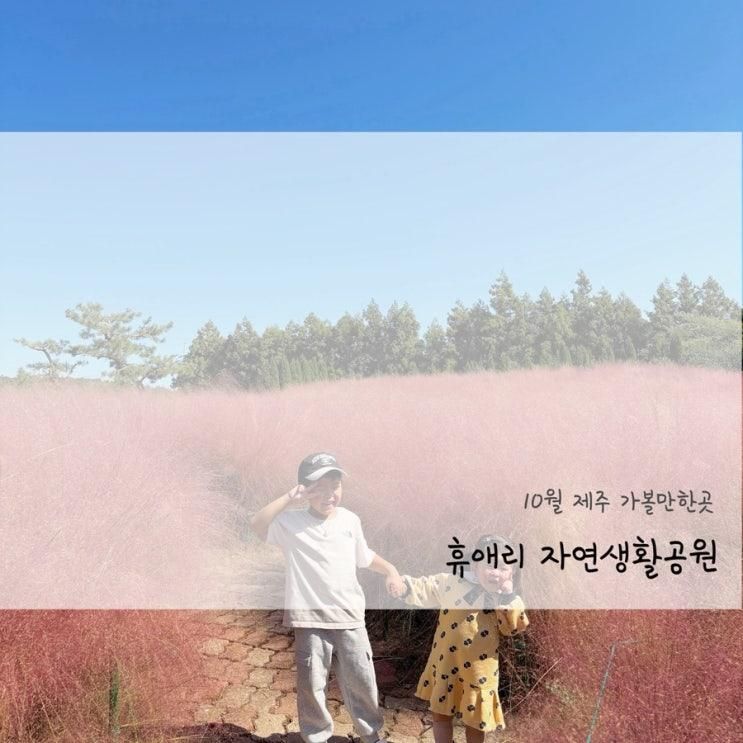 10월 제주 가볼만한곳 휴애리 자연생활공원 핑크뮬리 국화