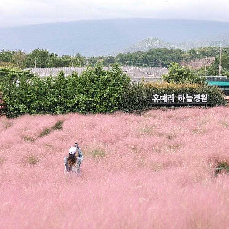 제주 휴애리 자연생활공원 핑크뮬리 제주도 아스타국화 축제