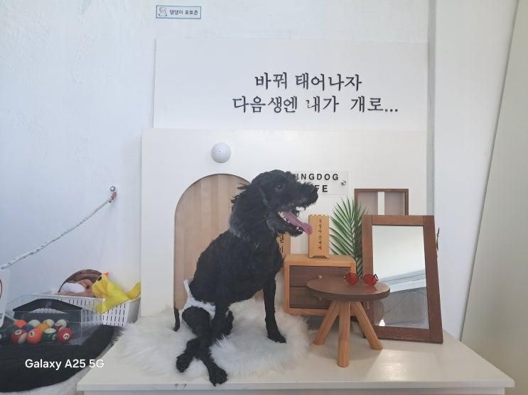 여수 애견카페 아잉독 오션뷰 루프탑 강아지놀이터