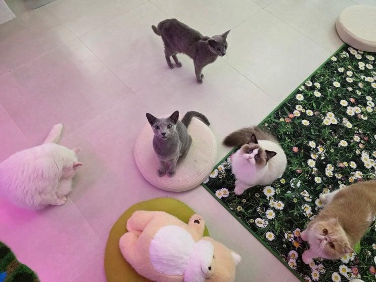 청주 성안길 실내 데이트 고양이카페 왔냥
