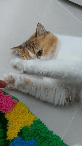 [청주핫플] 고양이카페 왔냥 간택당한 솔직 후기