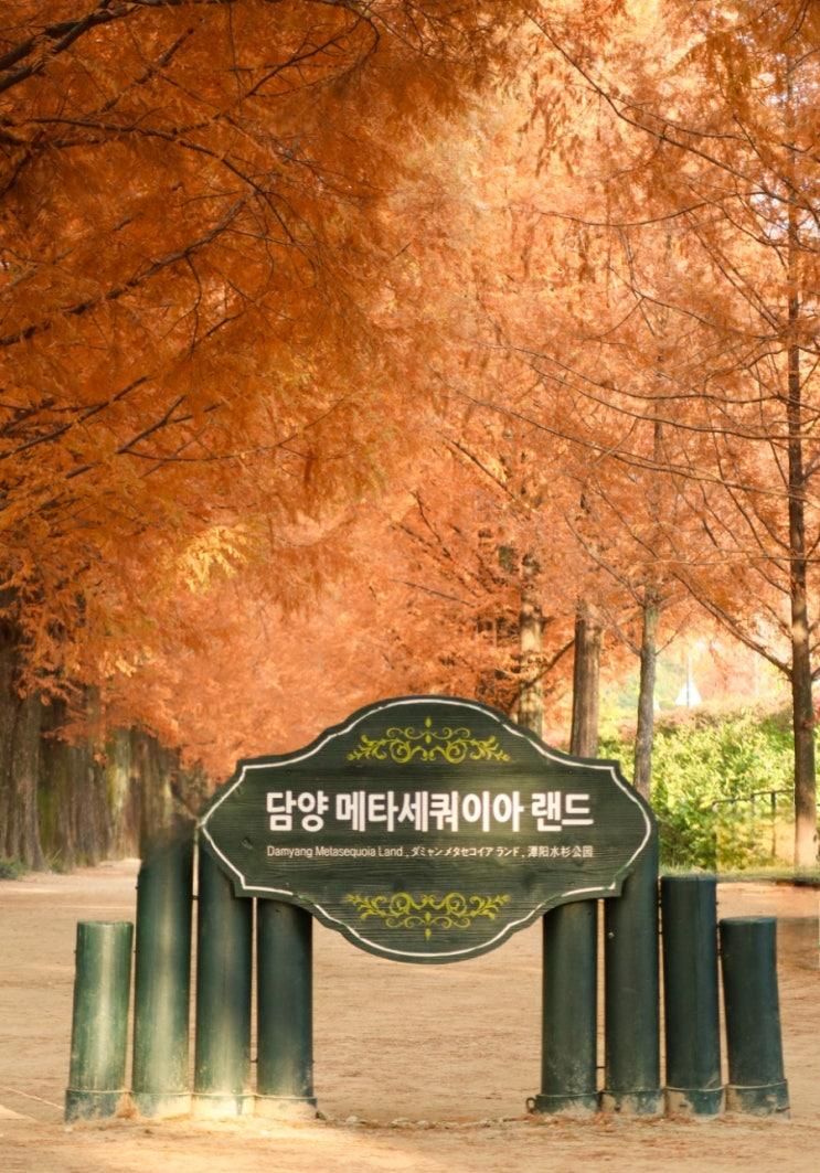 담양 메타세쿼이아 랜드 아름다운 가로수길 단풍절정 데이트코스